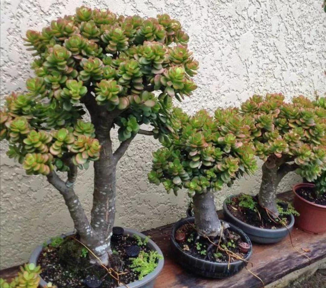 9种富贵花，就爱小花盆，小盆多晒晒，又美又“高档”（富贵花造型）