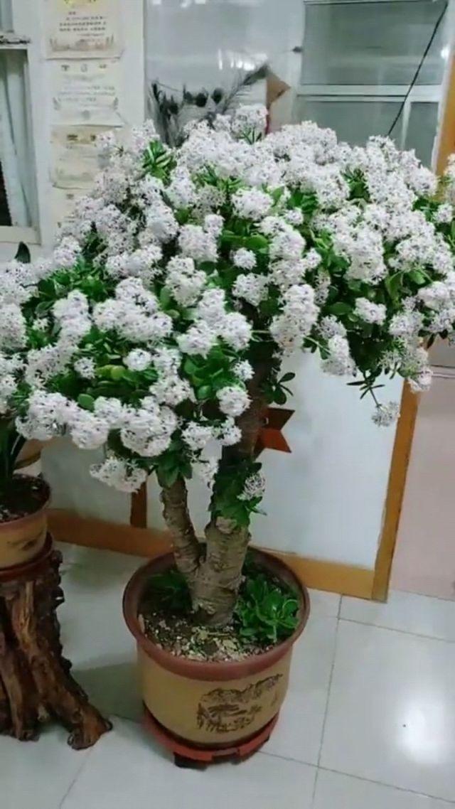 9种富贵花，就爱小花盆，小盆多晒晒，又美又“高档”（富贵花造型）