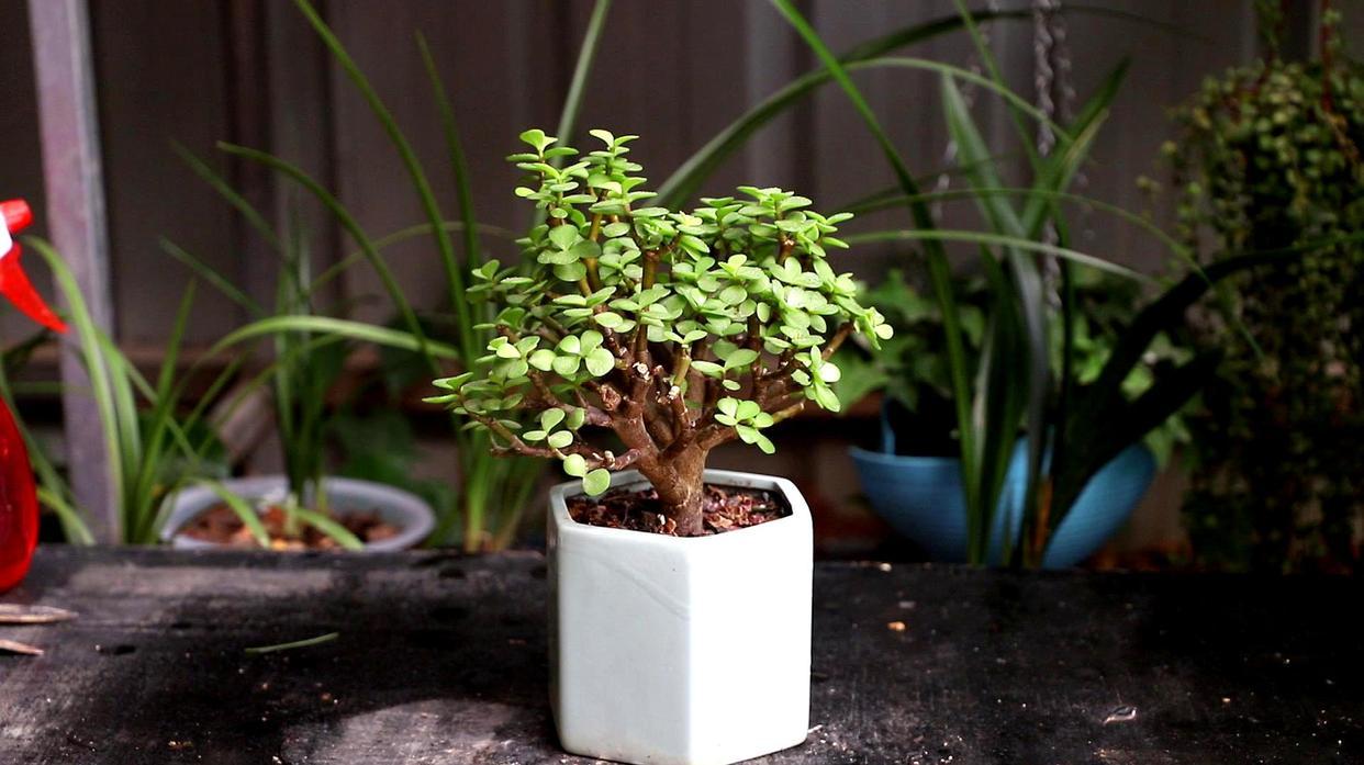 9种富贵花，就爱小花盆，小盆多晒晒，又美又“高档”（富贵花造型）