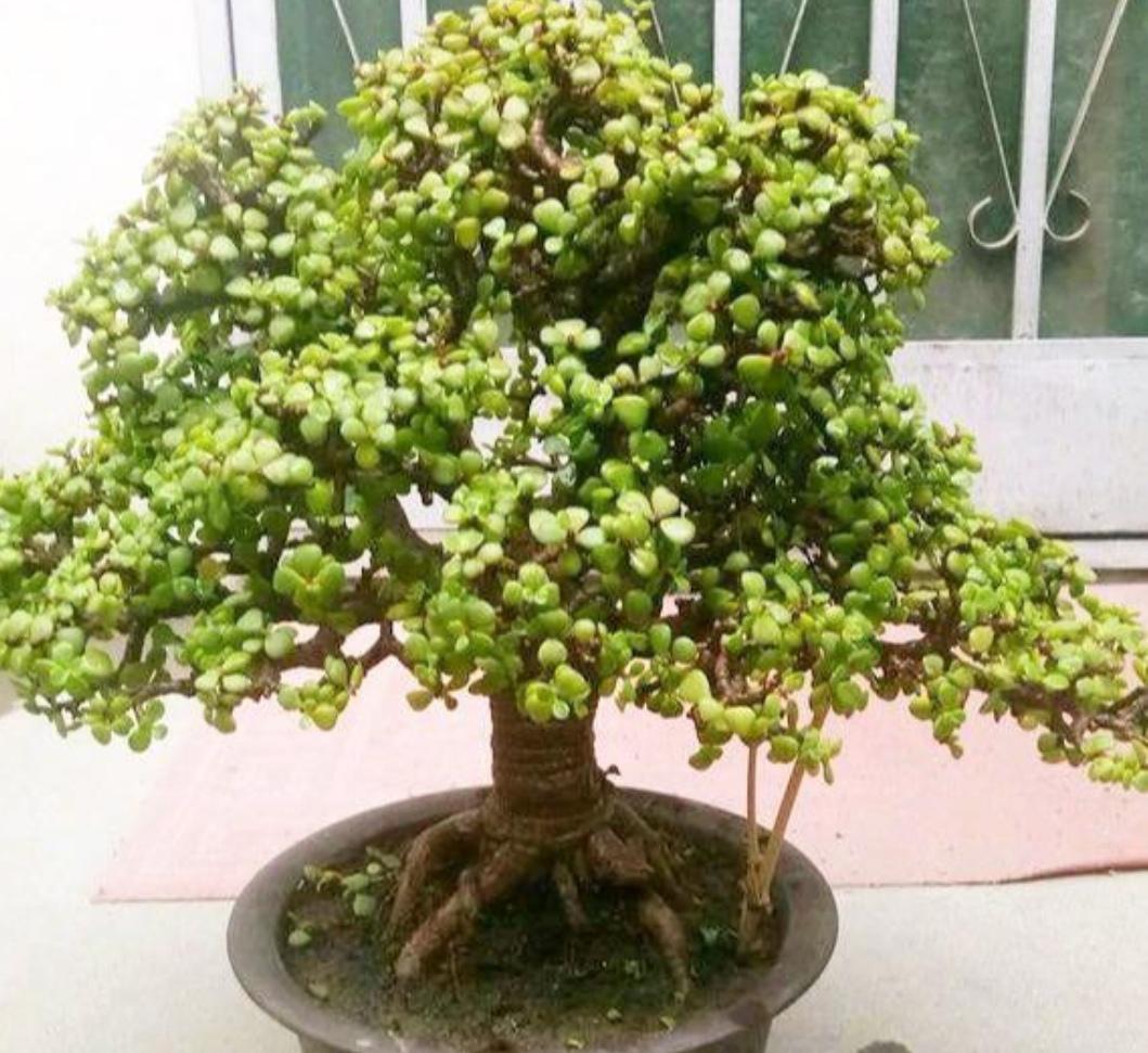 9种富贵花，就爱小花盆，小盆多晒晒，又美又“高档”（富贵花造型）