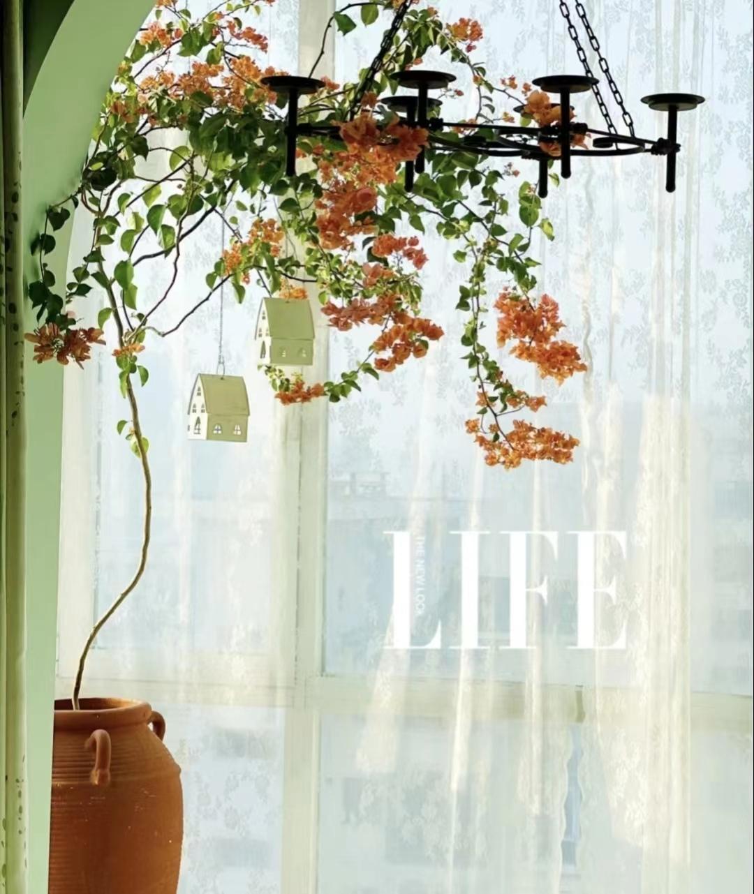 9种富贵花，就爱小花盆，小盆多晒晒，又美又“高档”（富贵花造型）