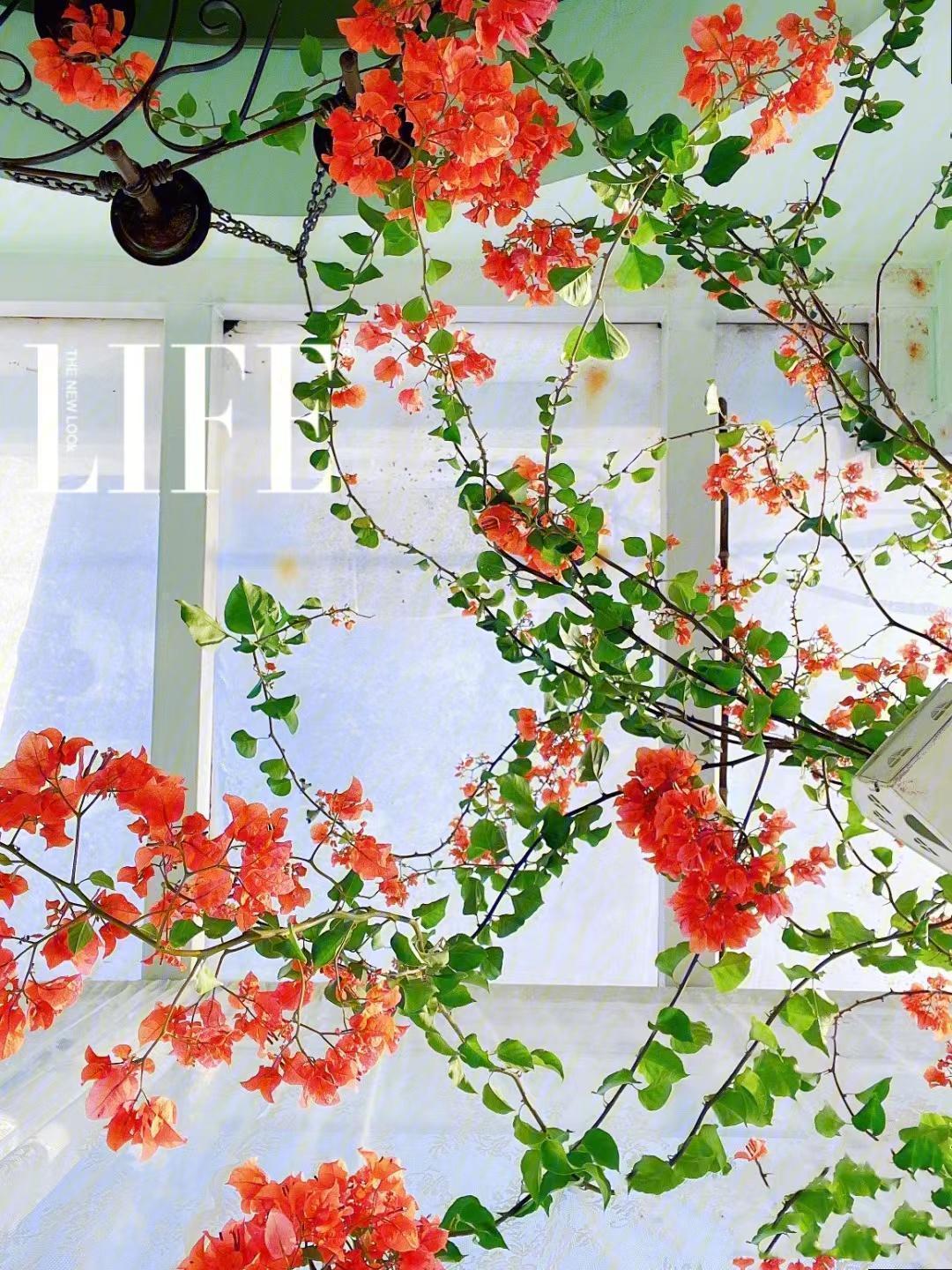 9种富贵花，就爱小花盆，小盆多晒晒，又美又“高档”（富贵花造型）