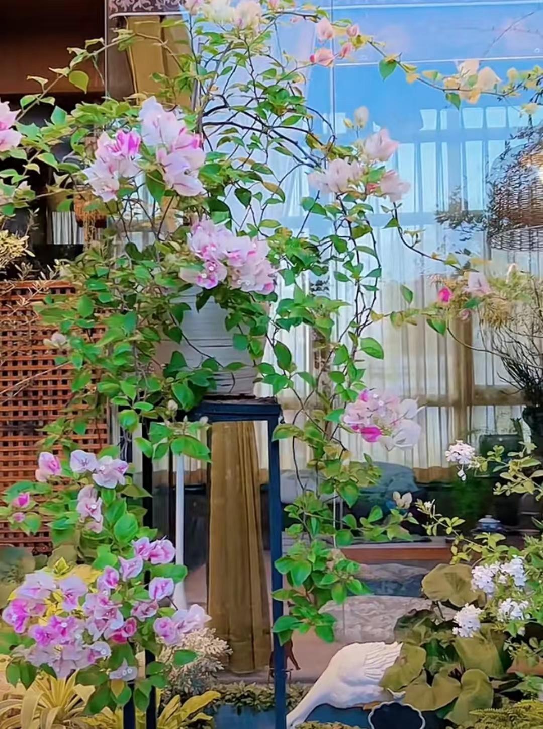 9种富贵花，就爱小花盆，小盆多晒晒，又美又“高档”（富贵花造型）