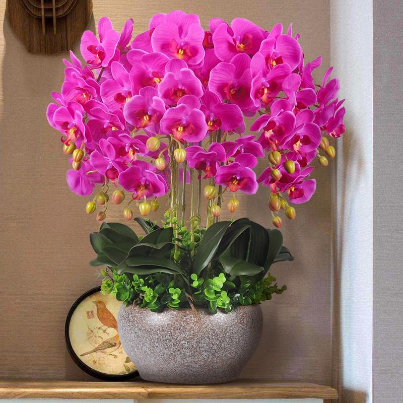 6种“贵族花”，花中“奢侈品”，动辄上千元，家里有矿才敢买（贵族花纹）