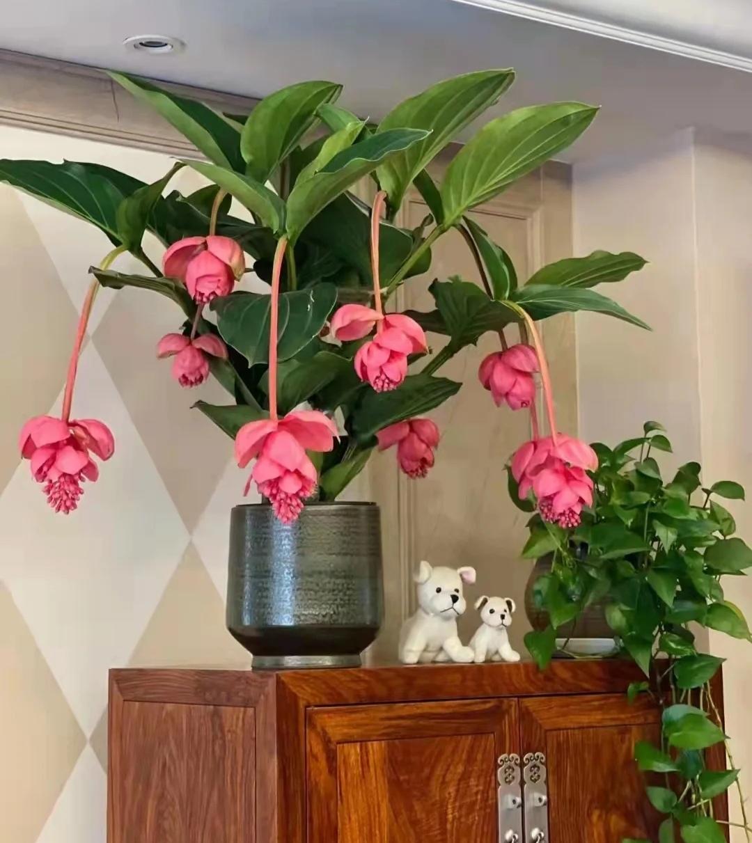 6种“贵族花”，花中“奢侈品”，动辄上千元，家里有矿才敢买（贵族花纹）