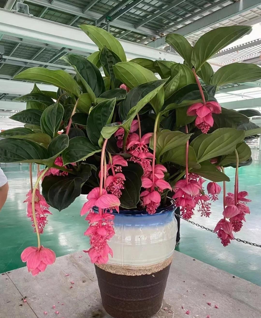 6种“贵族花”，花中“奢侈品”，动辄上千元，家里有矿才敢买（贵族花纹）