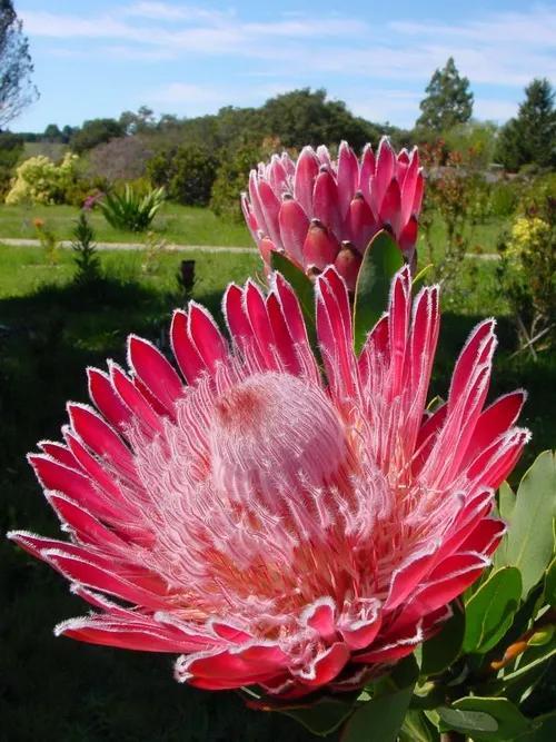 6种“贵族花”，花中“奢侈品”，动辄上千元，家里有矿才敢买（贵族花纹）