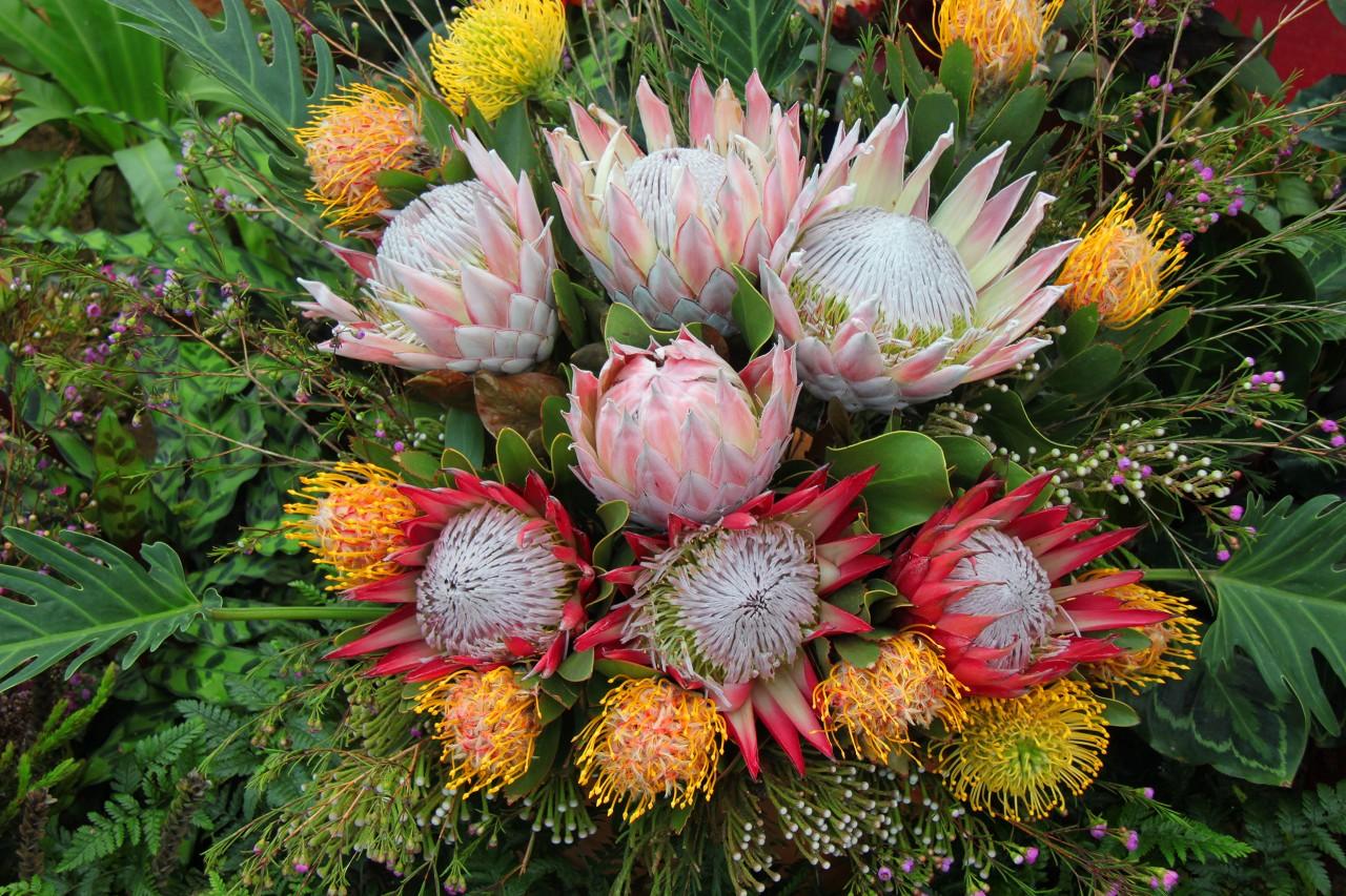 6种“贵族花”，花中“奢侈品”，动辄上千元，家里有矿才敢买（贵族花纹）