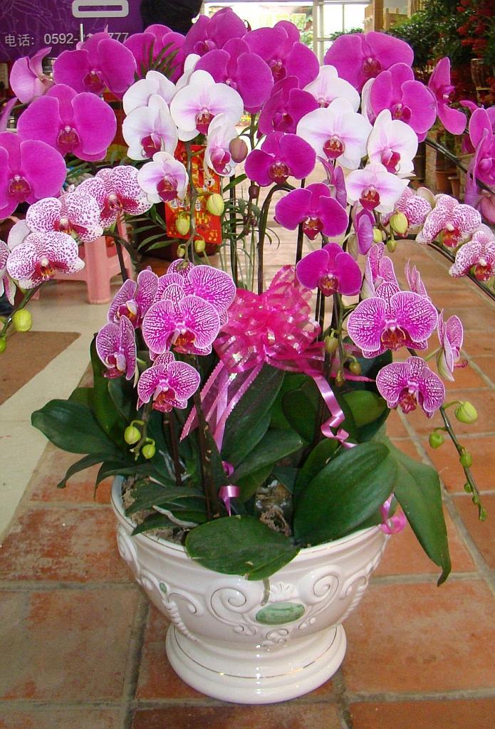 6种“贵族花”，花中“奢侈品”，动辄上千元，家里有矿才敢买（贵族花纹）