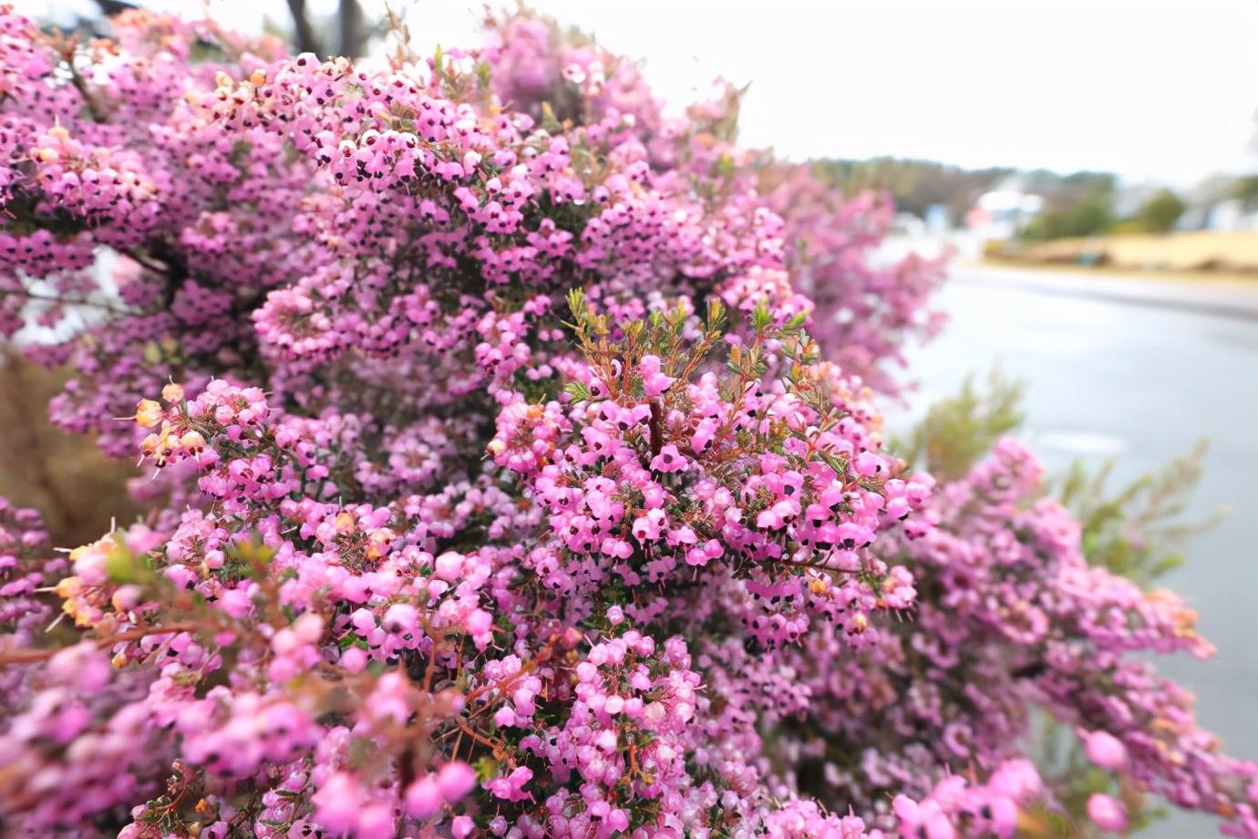 6种“贵族花”，花中“奢侈品”，动辄上千元，家里有矿才敢买（贵族花纹）