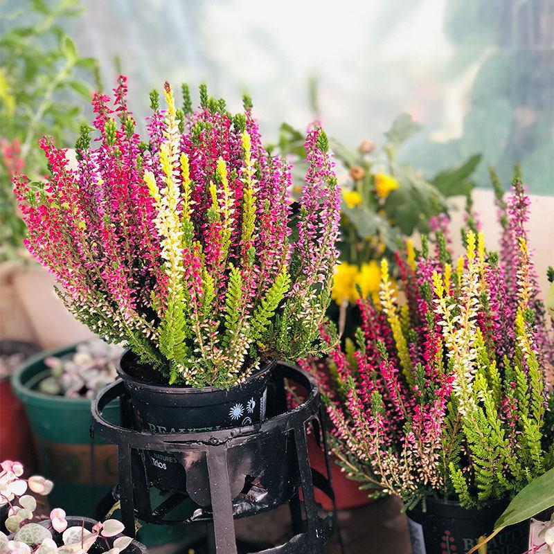 6种“贵族花”，花中“奢侈品”，动辄上千元，家里有矿才敢买（贵族花纹）