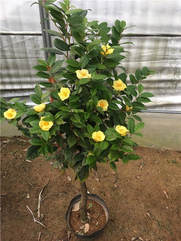 6种“贵族花”，花中“奢侈品”，动辄上千元，家里有矿才敢买（贵族花纹）