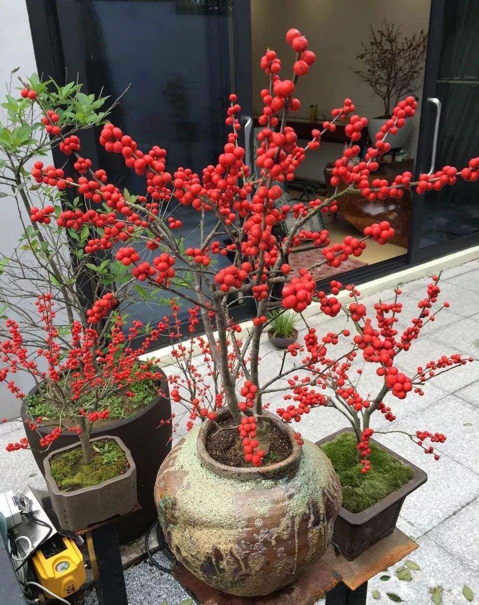 6种“贵族花”，花中“奢侈品”，动辄上千元，家里有矿才敢买（贵族花纹）