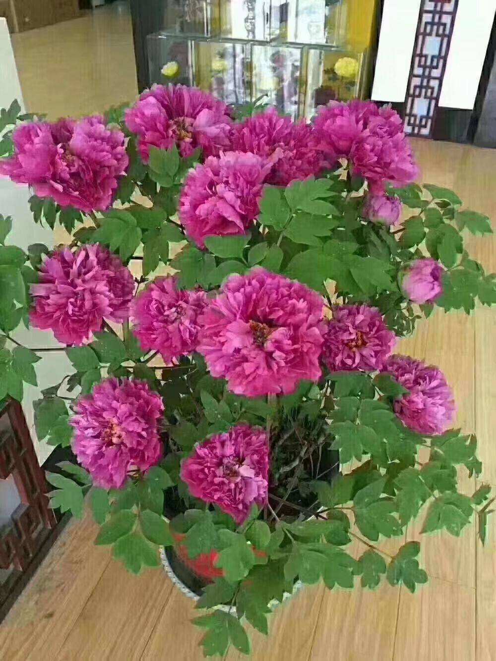 7种富贵花，好好对待它，养百年变“花树”，价值“大如金”（什么花是吉祥富贵花）