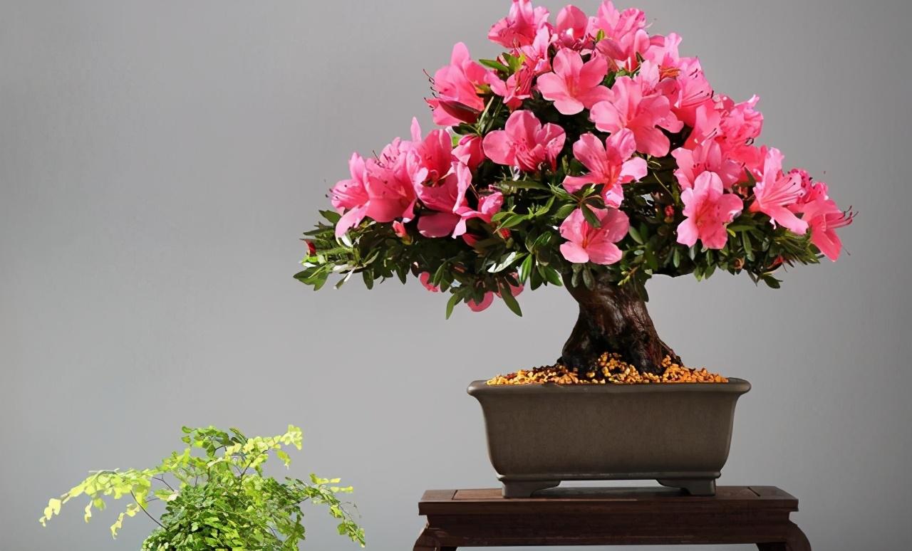 7种富贵花，好好对待它，养百年变“花树”，价值“大如金”（什么花是吉祥富贵花）