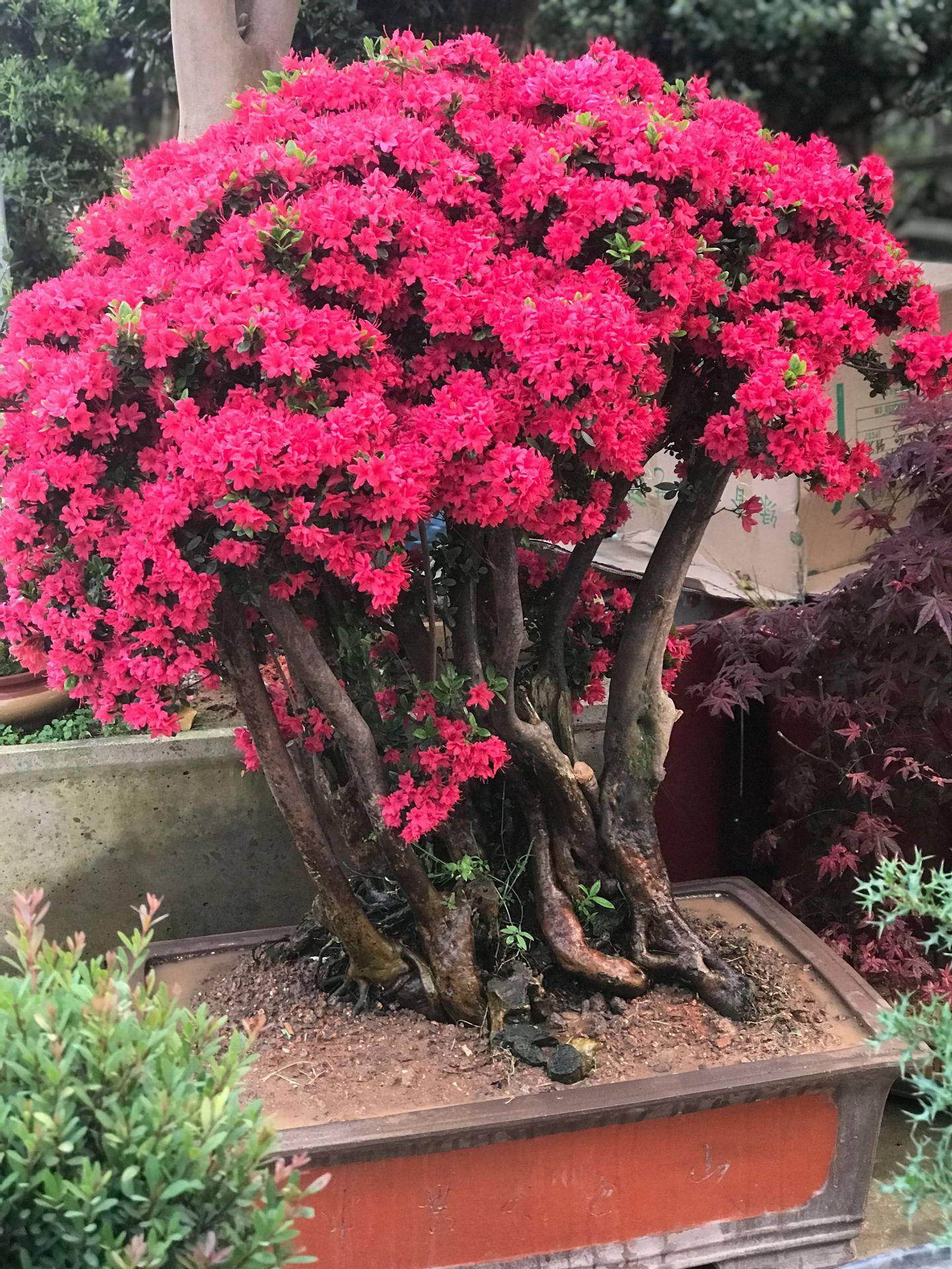 7种富贵花，好好对待它，养百年变“花树”，价值“大如金”（什么花是吉祥富贵花）