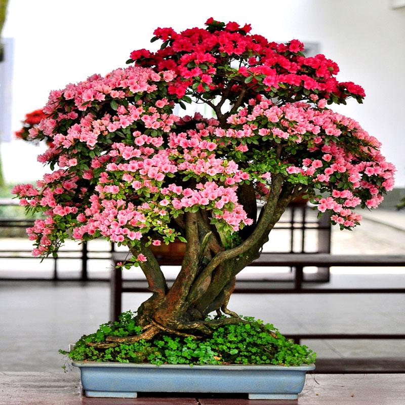 7种富贵花，好好对待它，养百年变“花树”，价值“大如金”（什么花是吉祥富贵花）