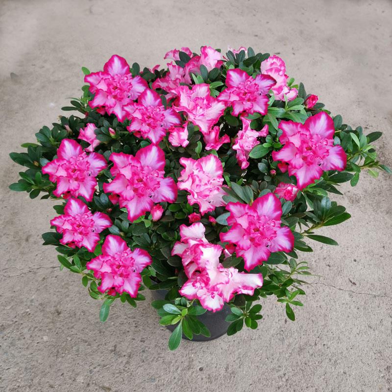 7种富贵花，好好对待它，养百年变“花树”，价值“大如金”（什么花是吉祥富贵花）