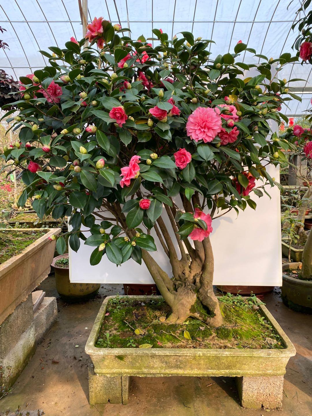 7种富贵花，好好对待它，养百年变“花树”，价值“大如金”（什么花是吉祥富贵花）