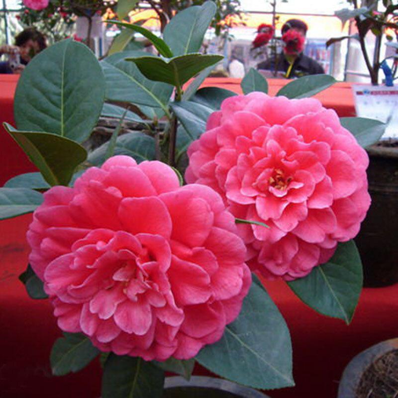 7种富贵花，好好对待它，养百年变“花树”，价值“大如金”（什么花是吉祥富贵花）