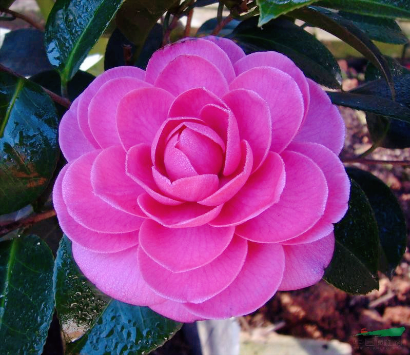 7种富贵花，好好对待它，养百年变“花树”，价值“大如金”（什么花是吉祥富贵花）