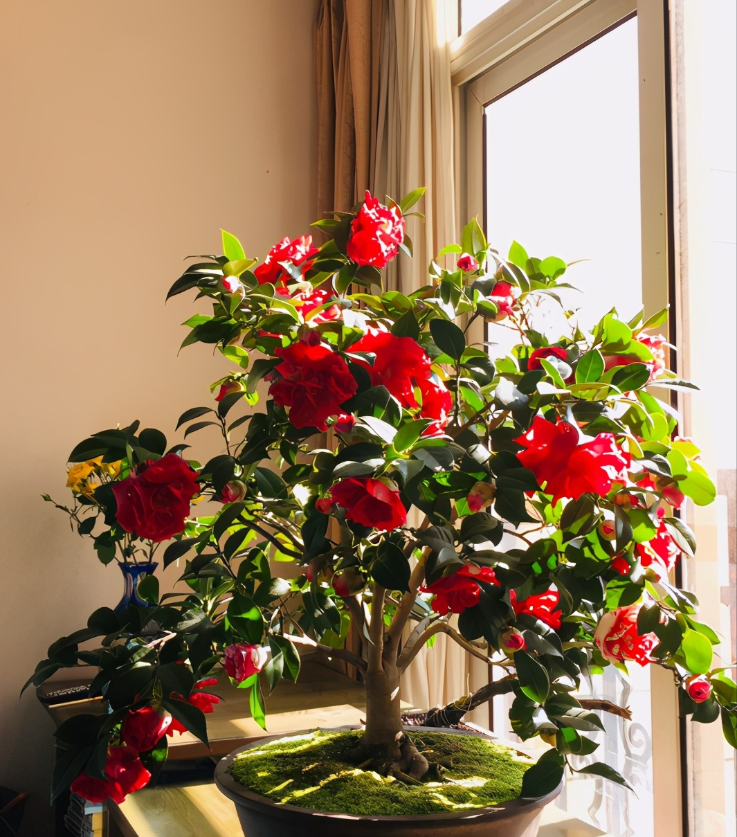 7种富贵花，好好对待它，养百年变“花树”，价值“大如金”（什么花是吉祥富贵花）