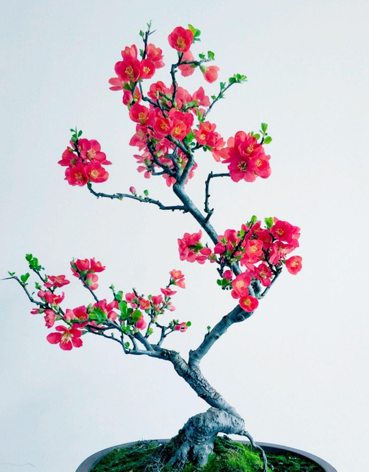 7种富贵花，好好对待它，养百年变“花树”，价值“大如金”（什么花是吉祥富贵花）