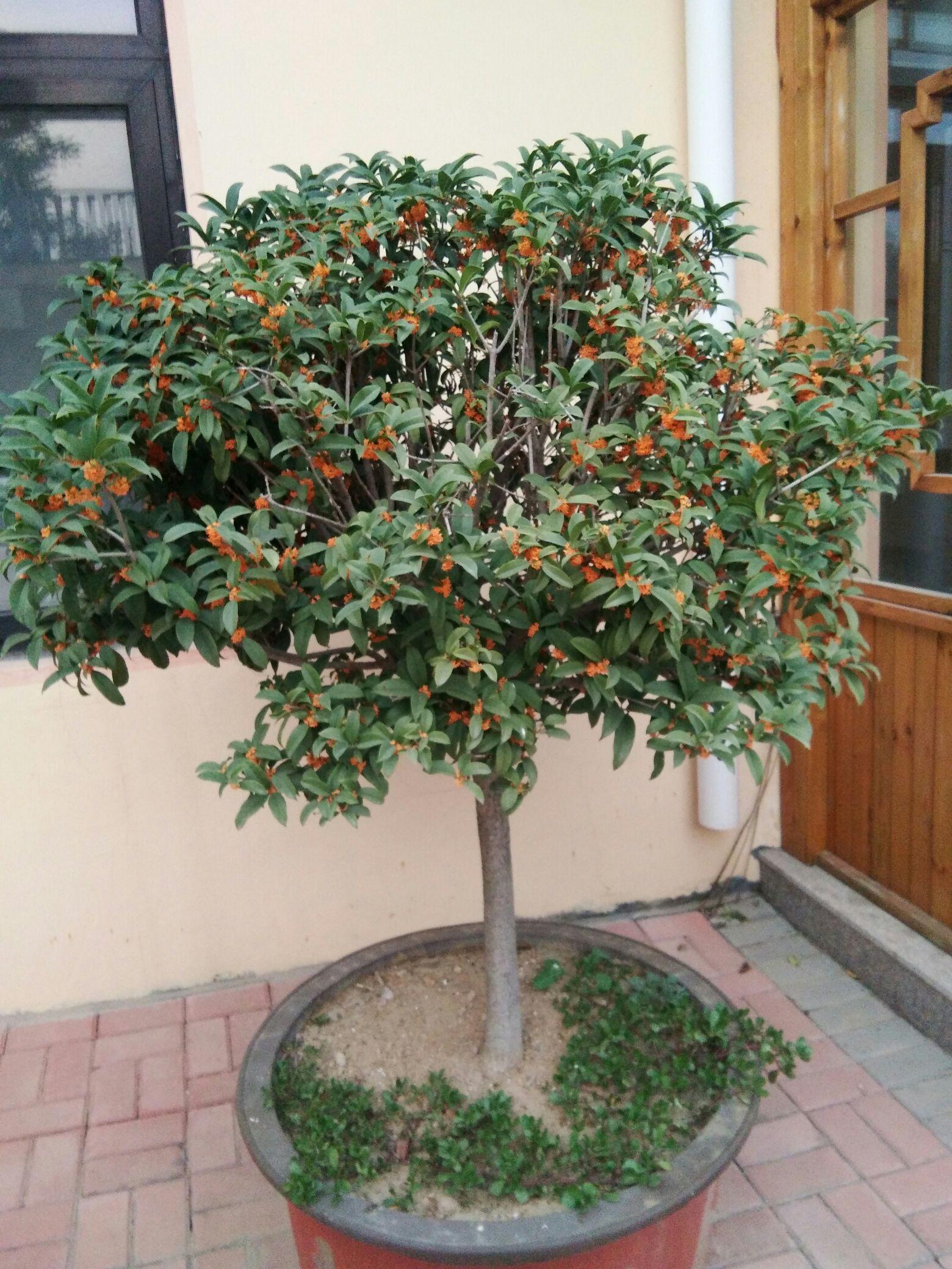 7种富贵花，好好对待它，养百年变“花树”，价值“大如金”（什么花是吉祥富贵花）