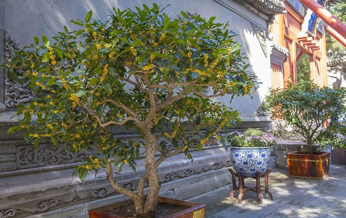 7种富贵花，好好对待它，养百年变“花树”，价值“大如金”（什么花是吉祥富贵花）