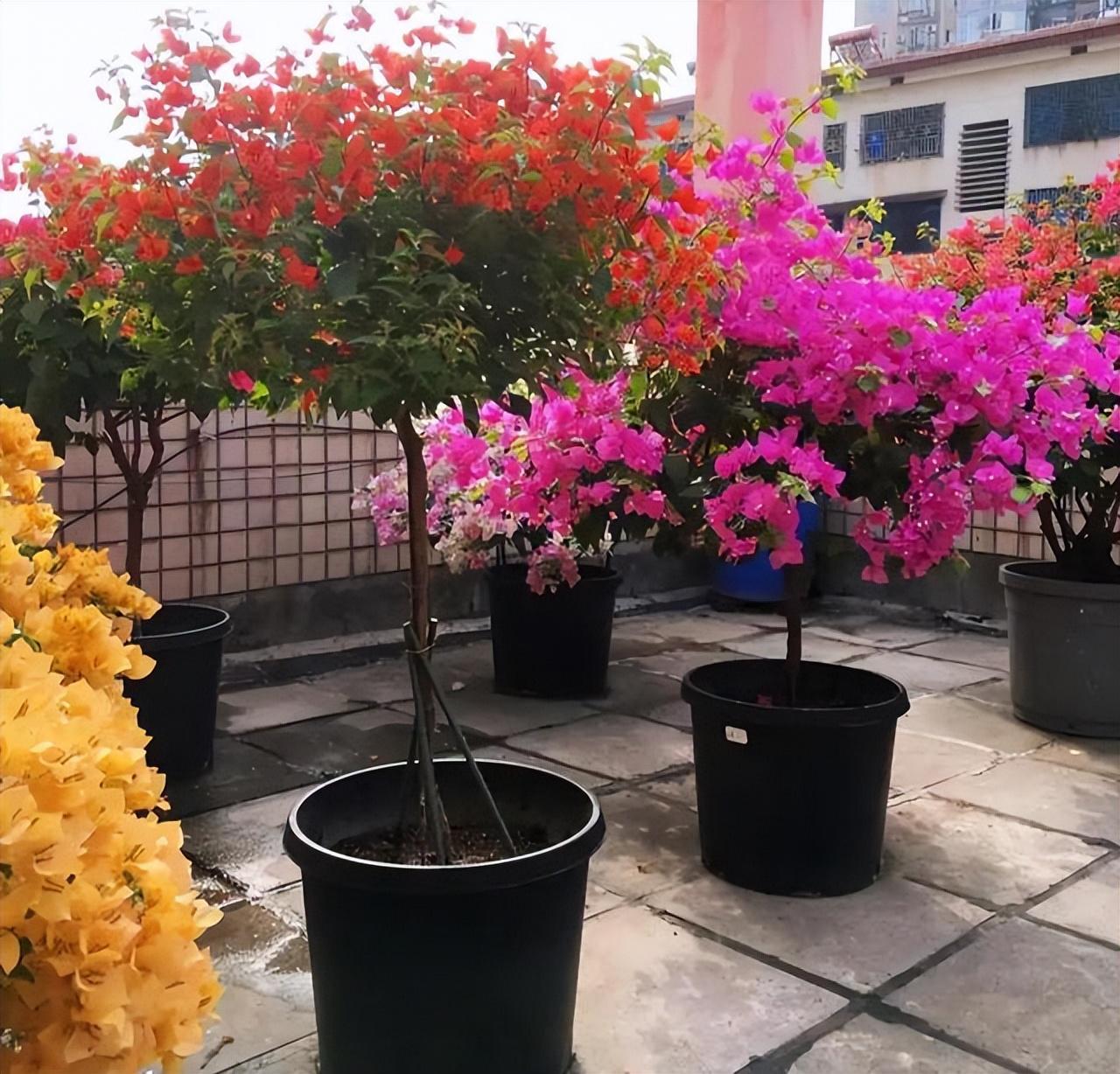 7种富贵花，好好对待它，养百年变“花树”，价值“大如金”（什么花是吉祥富贵花）