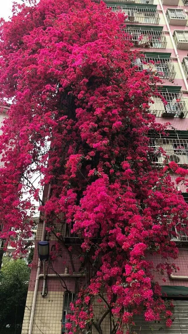 7种富贵花，好好对待它，养百年变“花树”，价值“大如金”（什么花是吉祥富贵花）