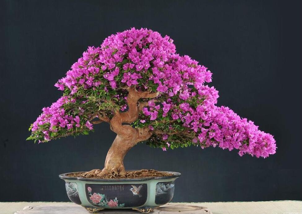 7种富贵花，好好对待它，养百年变“花树”，价值“大如金”（什么花是吉祥富贵花）