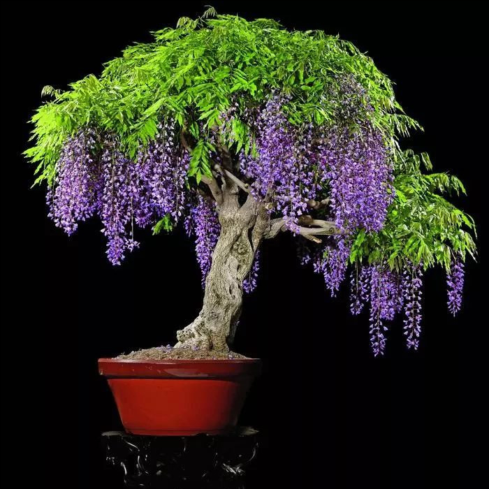 7种富贵花，好好对待它，养百年变“花树”，价值“大如金”（什么花是吉祥富贵花）