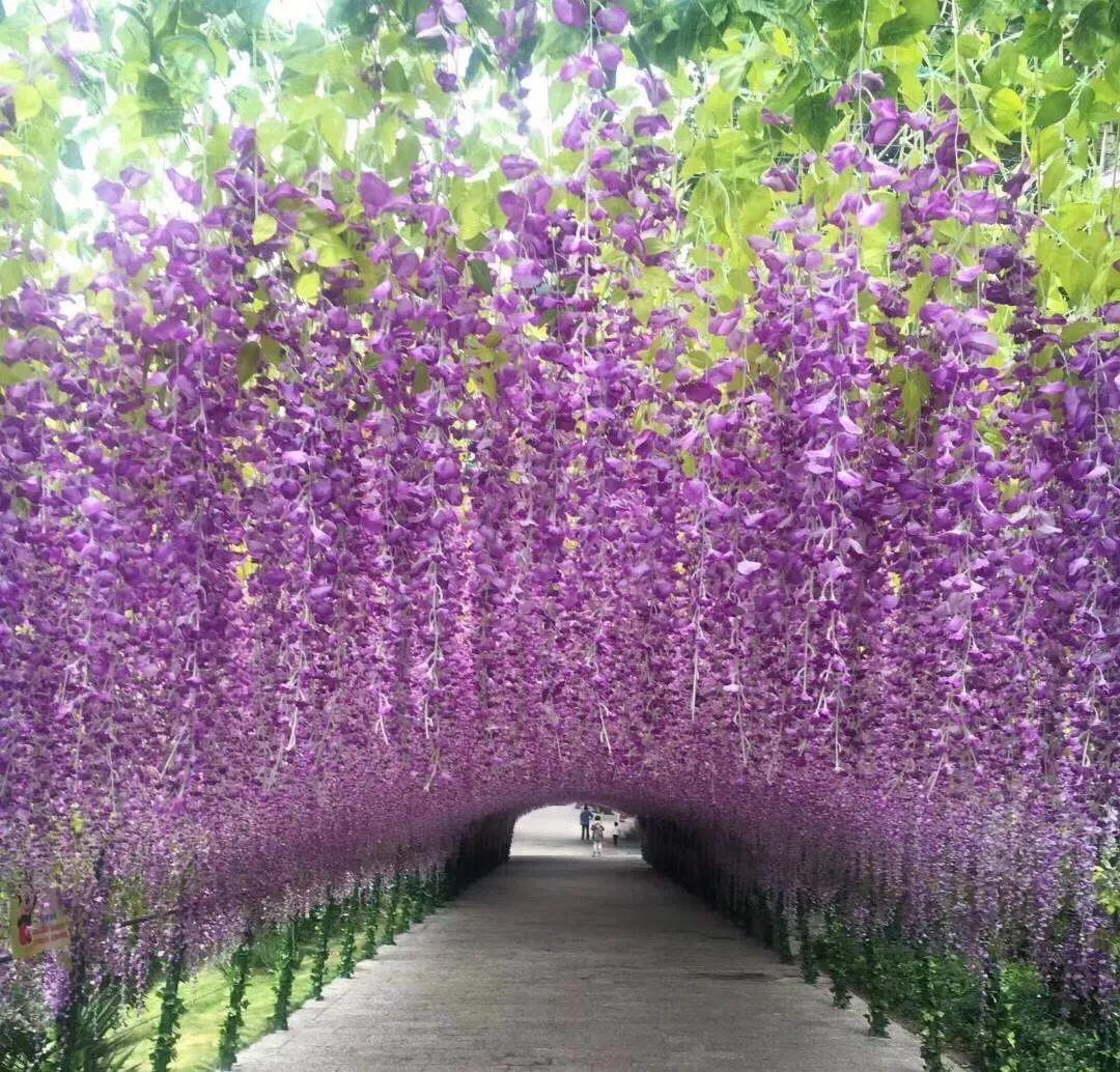 7种富贵花，好好对待它，养百年变“花树”，价值“大如金”（什么花是吉祥富贵花）