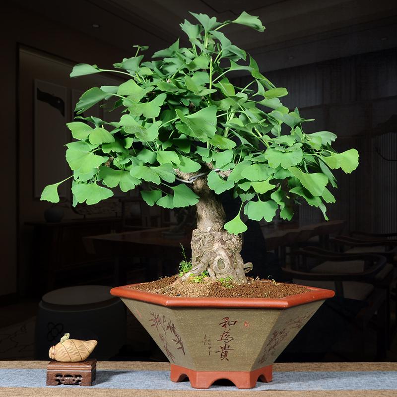 7种富贵花，好好对待它，养百年变“花树”，价值“大如金”（什么花是吉祥富贵花）