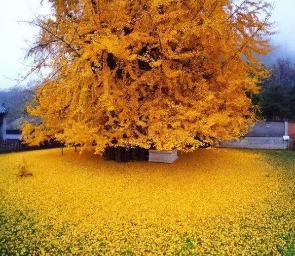 7种富贵花，好好对待它，养百年变“花树”，价值“大如金”（什么花是吉祥富贵花）