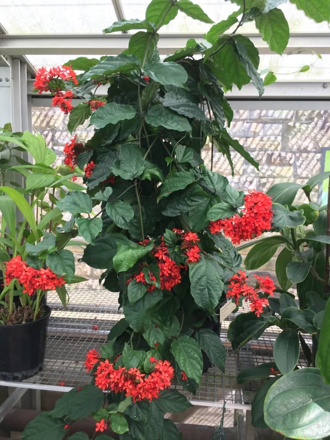 5种华丽的红花藤本花卉，适合盆栽养护，阳台党也能入手（红花藤是什么药）