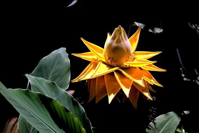 有钱人养花都不一样，这3种高贵花，花期长有气势（有钱人养什么花）