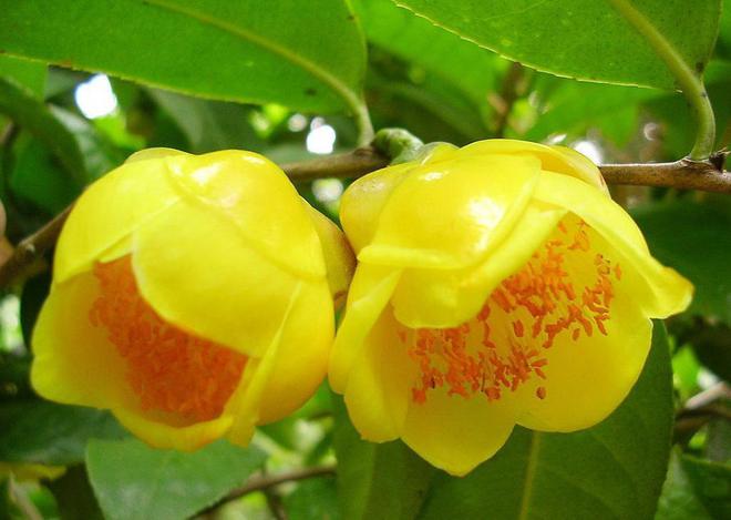 有钱人养花都不一样，这3种高贵花，花期长有气势（有钱人养什么花）