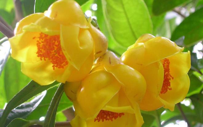 有钱人养花都不一样，这3种高贵花，花期长有气势（有钱人养什么花）