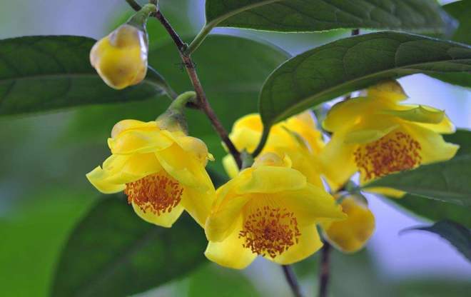 有钱人养花都不一样，这3种高贵花，花期长有气势（有钱人养什么花）