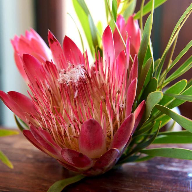 有钱人养花都不一样，这3种高贵花，花期长有气势（有钱人养什么花）