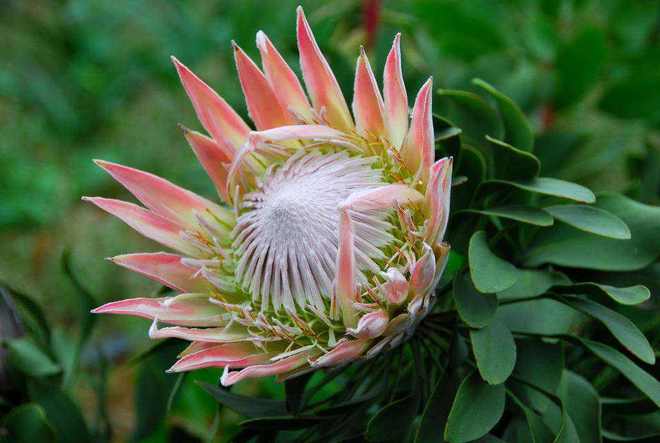 有钱人养花都不一样，这3种高贵花，花期长有气势（有钱人养什么花）