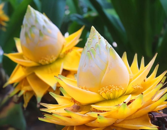 有钱人养花都不一样，这3种高贵花，花期长有气势（有钱人养什么花）