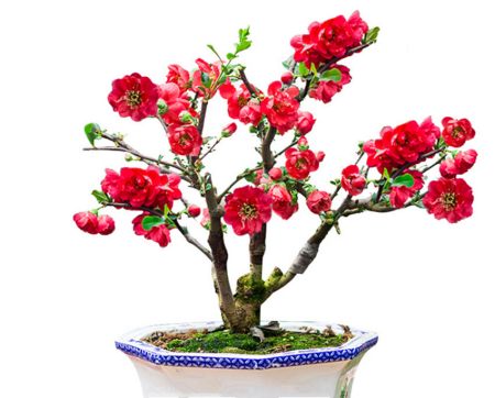 8种热门盆景花卉，盆盆高贵典雅、奇特艳丽，令人赏心悦目（盆景花树品种大全大图）