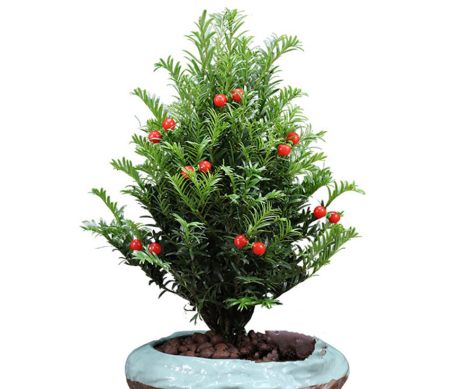 8种热门盆景花卉，盆盆高贵典雅、奇特艳丽，令人赏心悦目（盆景花树品种大全大图）