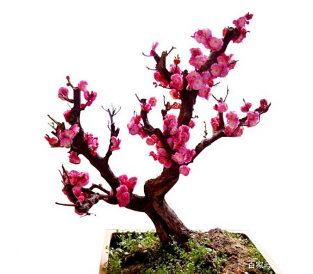 8种热门盆景花卉，盆盆高贵典雅、奇特艳丽，令人赏心悦目（盆景花树品种大全大图）