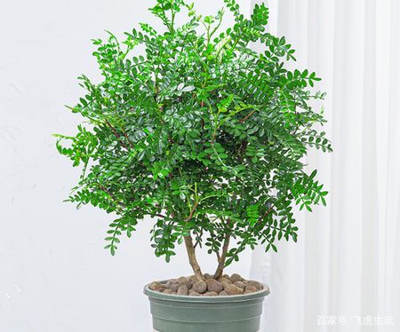 8种热门盆景花卉，盆盆高贵典雅、奇特艳丽，令人赏心悦目（盆景花树品种大全大图）