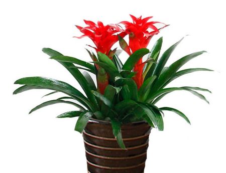 8种热门盆景花卉，盆盆高贵典雅、奇特艳丽，令人赏心悦目（盆景花树品种大全大图）