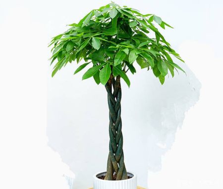 8种热门盆景花卉，盆盆高贵典雅、奇特艳丽，令人赏心悦目（盆景花树品种大全大图）